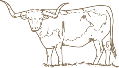 hand illustrated longhorn