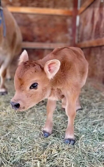heifer-calf-of-mini-jersey-bull-Gunner-02