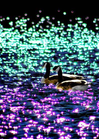 geese costco super saturation
