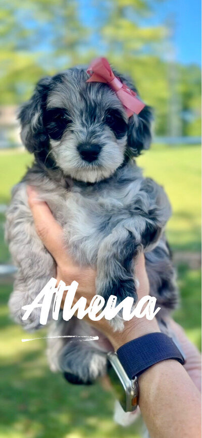 Merle toy poodle puppies for sale