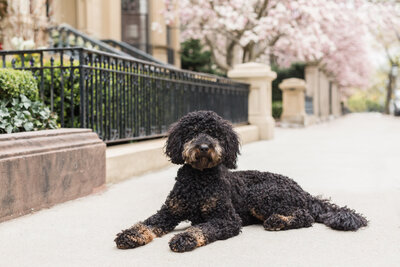 Mini bernedoodle laying on a street in Boston