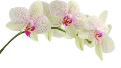 Green Phaleonopsis Orchid - Dancing Light Orchid Essences