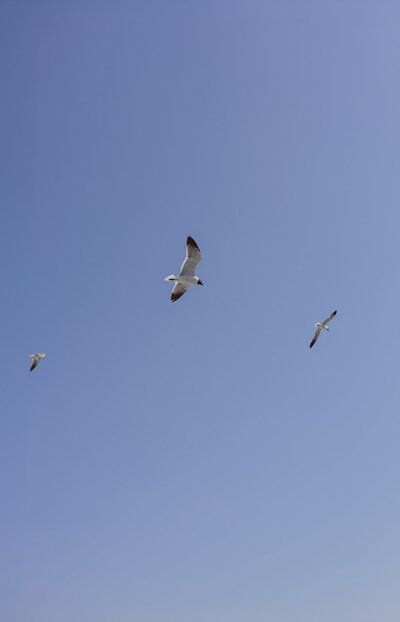 Birds fly over head at Chatham Bars Inn wedding. Chatham Bars Inn Wedding Photographer.
