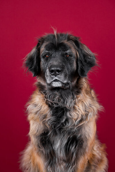 Studiofotografie met hond