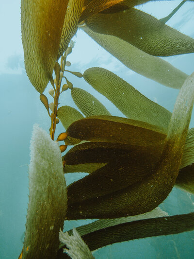 A blade of kelp