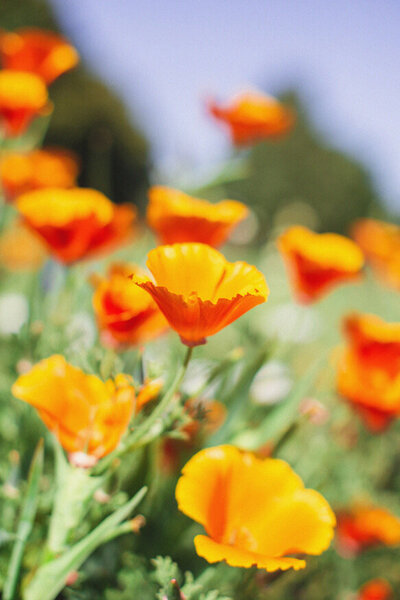 A bright and cheerful field of California Poppies with a lovely clear blue sky.