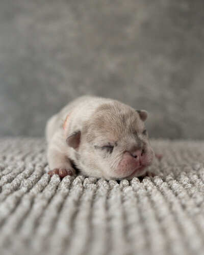 Lilac Frenchie