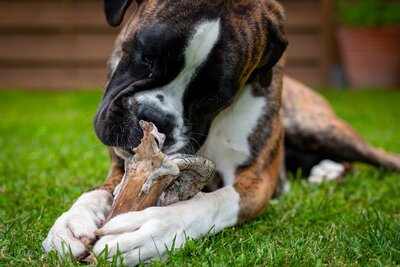 dog-5439636