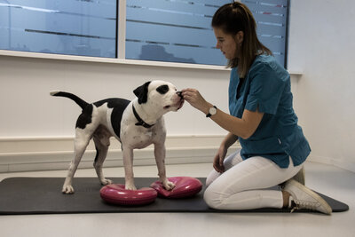 Oefentherapie hond dierfysio nieuwegein