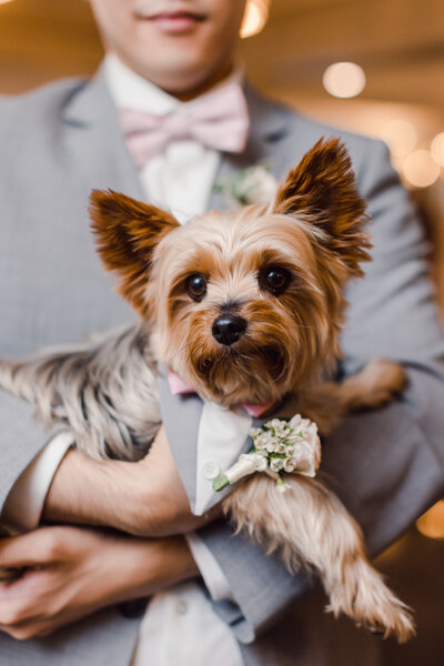 Groom holding dog on wedding day