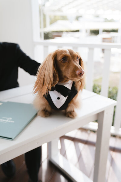 Austinvilla estate wedding gold coast