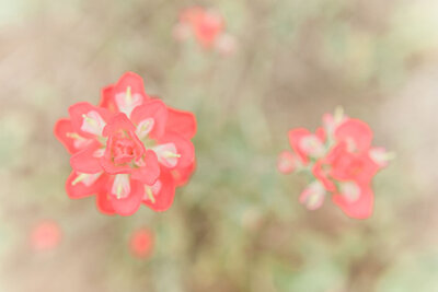 annakayphotography-wildflowerbridal-5