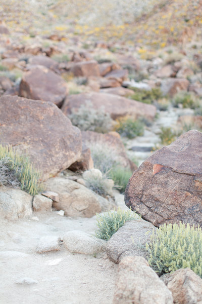 170401_Joshua tree_0028