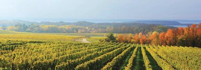 Chateau GrandTraverse Vineyard Fall_4b91487a-6826-4ec8-abc0-d2fc36f14ba5