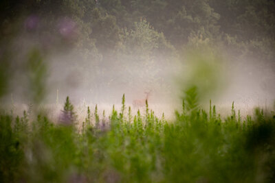 White tail buck standing in the fog