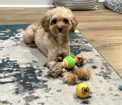 Maltipoo Puppy 