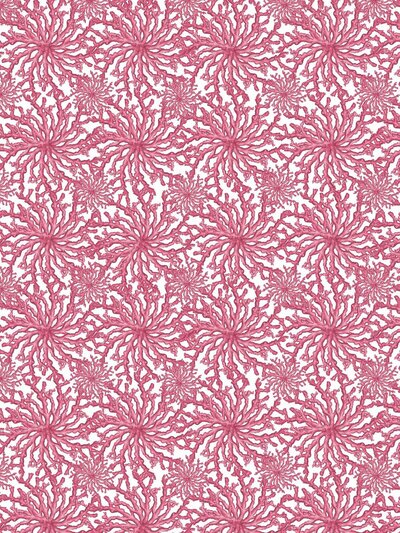 CoralHazeFuchsia1