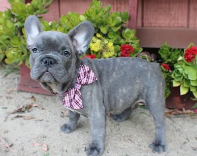 Enzo. Luna & Bambam pup