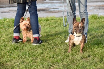 dogs-5926740