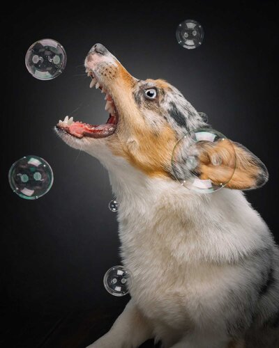 merle corgi with bubbles