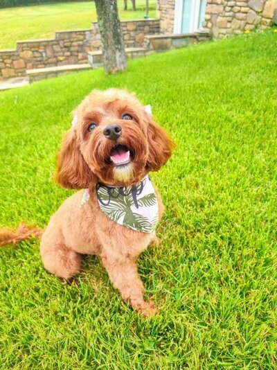 Adult Red Cavapoo