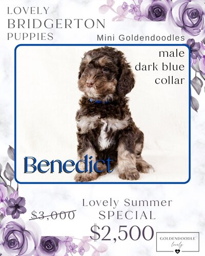 Bridgerton - Dark Blue Benedict Male