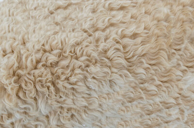 Close up of sheepskin material for interior design project