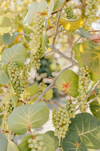 Central California Coast Appraisals for Wineries and Vineyards