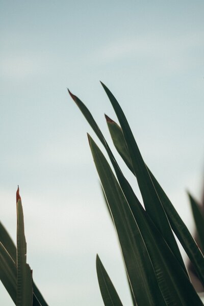 pexels-alice-castro-2880842