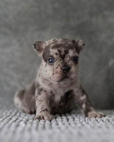 Available  Male Blue Pied French Bulldog