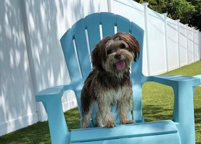 Small hairy dog sitting on a blue chair outdoors in Puptown Charlotte's doggie daycare facility.