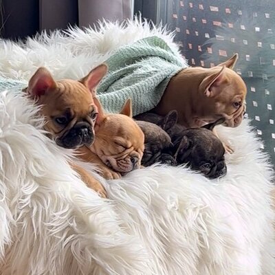 Montreal Frenchie breeder LMN Bulldogs' litter of puppies