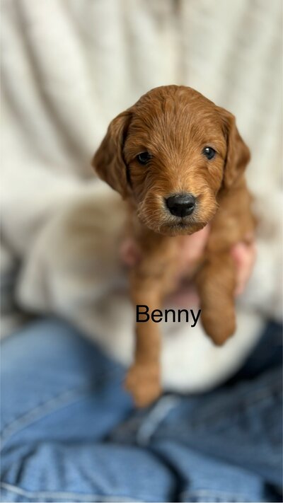 Benny mini Goldendoodle male adult size 20# ,wavy coat