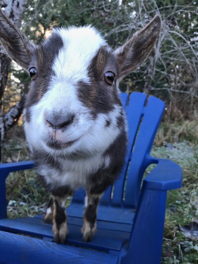 Small spotted goat standing on blue chair and smiling at the camera.