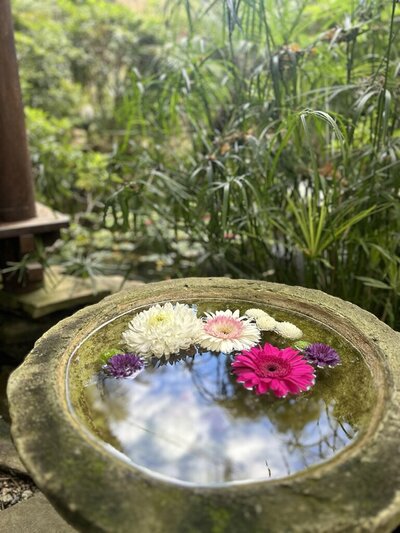 Floating flowers in gentle water, evoking calm, clarity, and the healing power of pause

