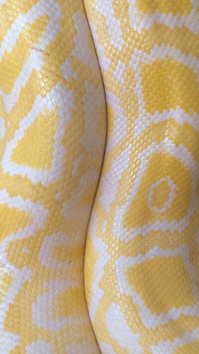 Close Up of Snake Skin
