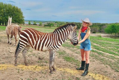 Raising Zebras and a Zorse (zebra horse) in Texas