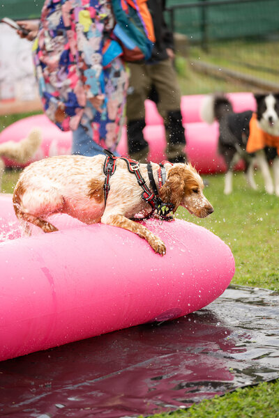 Hond ontspant in roze badje tijdens het Just Woofing hondenevenement