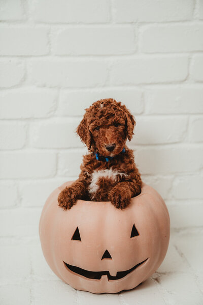 Blue Collar Male Peterson Poodles Red Standard Poodle PuppiesDSC045701