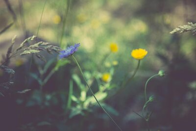 Accredited online training in flower essences, healing diets and herbal medicine. 
