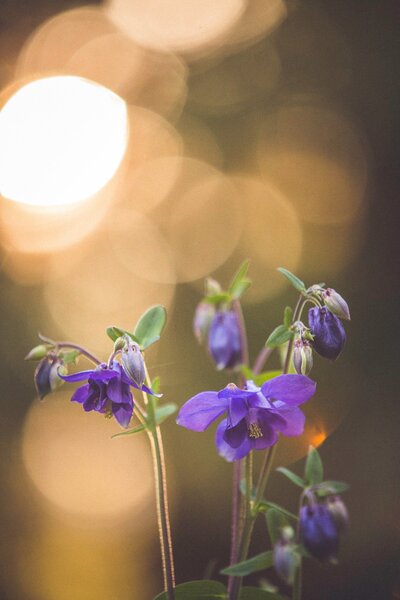 A creative photo of bright purple flowers with golden light.