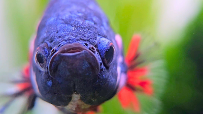 the face of a happy blue and red betta fish swimming in his tank, facing forward