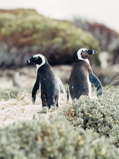 Two penguins walking near a beach in Cape Town, South Africa