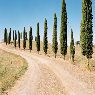 Tree lined road in Tuscany