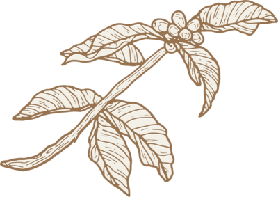 Line drawing of a plant branch with elongated leaves and clusters of small round berries, illustrated in a simple, sketch-like brown style. Perfect for use in a white label branding course or other creative projects on a transparent background.