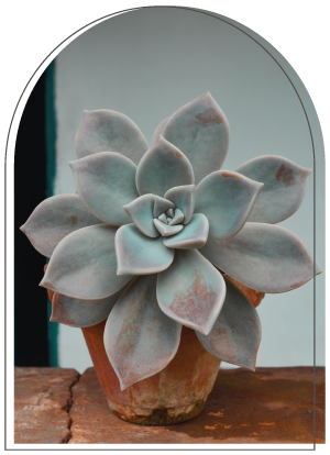 light blue succulent in a clay pot