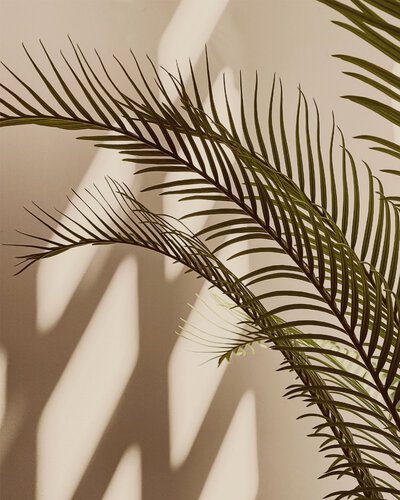 palm tree leaf