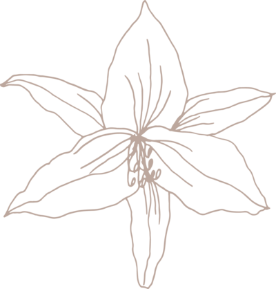 White lily drawn by hand