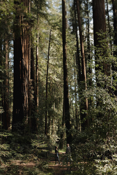 A couple wandering through majestic redwood trees, documented by T + M Photo (tmphoto) known for in the moment wedding and lifestyle photography in Sacramento CA. Ideal for adventurous sessions, event photography packages, and capturing intimate portraits in natural settings.