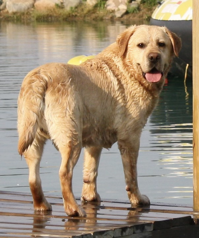 Retired yellow Labrador Retriever from Bad River Labradors.